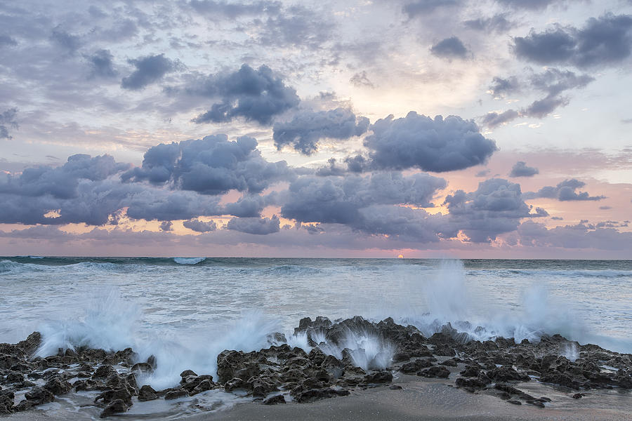 Ocean Blooms Photograph by Jon Glaser