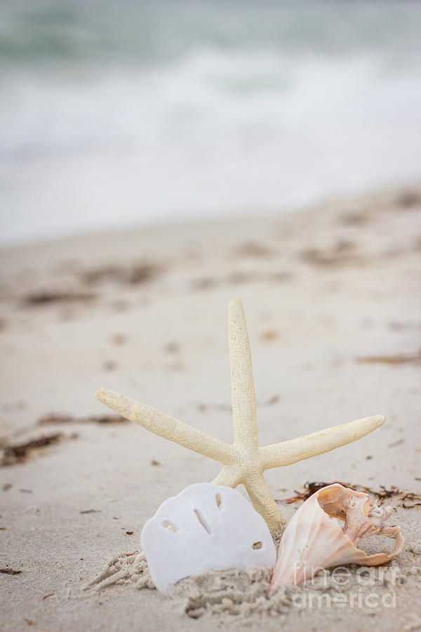 Shells and Ocean Breeze Photograph by JBK Photo Art