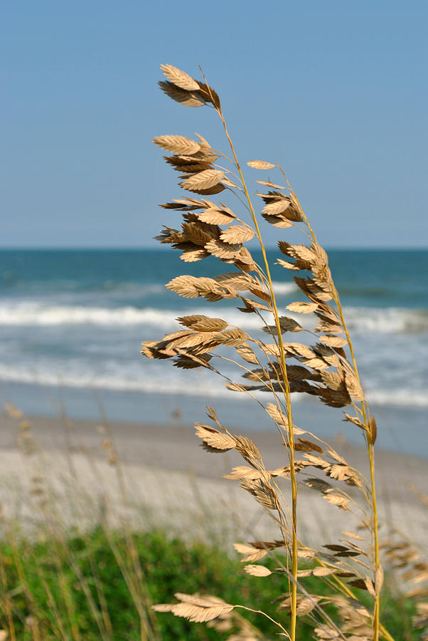 Ocean Breeze Photograph by Kelly Nowak
