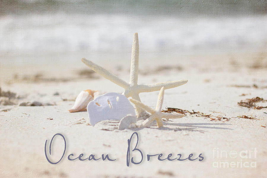 Ocean Breezes  and shells Photograph by JBK Photo Art