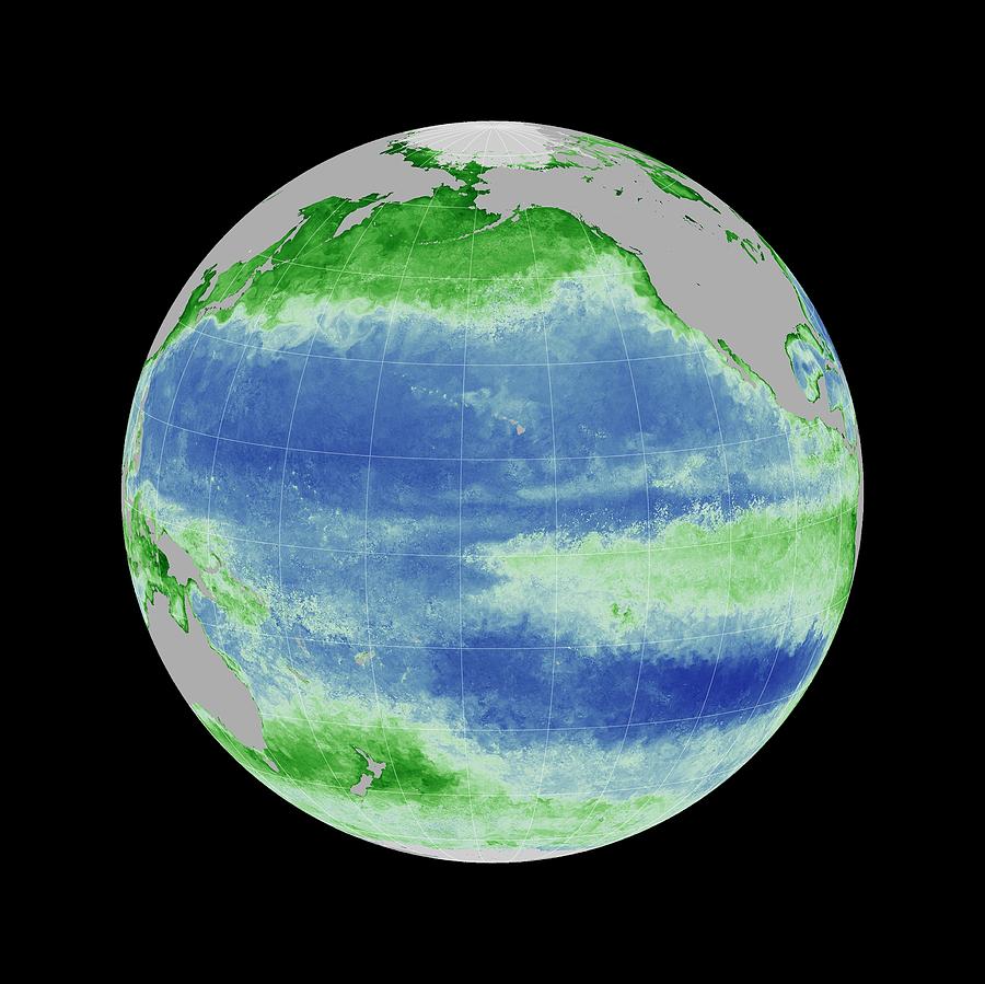 Ocean Chlorophyll Concentrations Photograph by Nasa/gsfc Ocean Ecology Lab