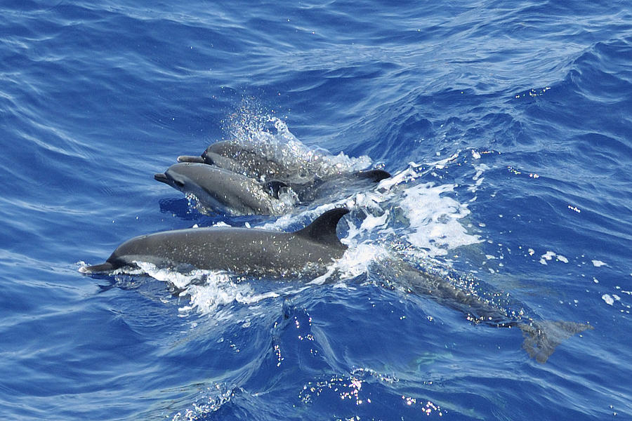Ocean Dolphin family Photograph by Bradford Martin