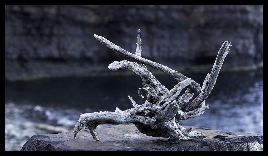 Ocean Photograph - Ocean Driftwood  by Vincent Dwyer