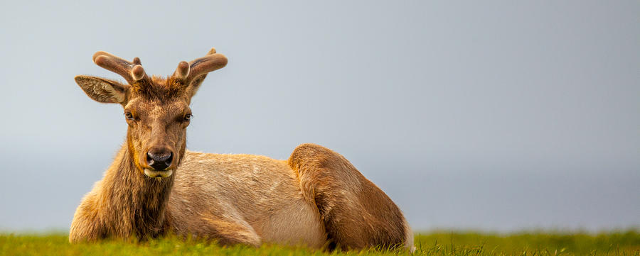 Sheep Photograph - Ocean Elk by Kevin Dietrich