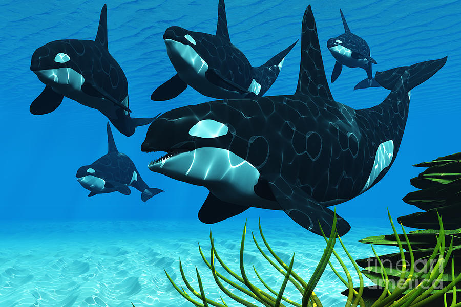 Ford killer whales #8