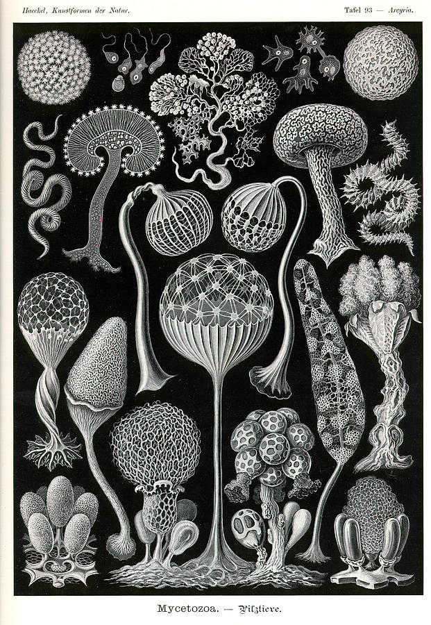 Ocean life Painting by Ernst Haeckel | Fine Art America