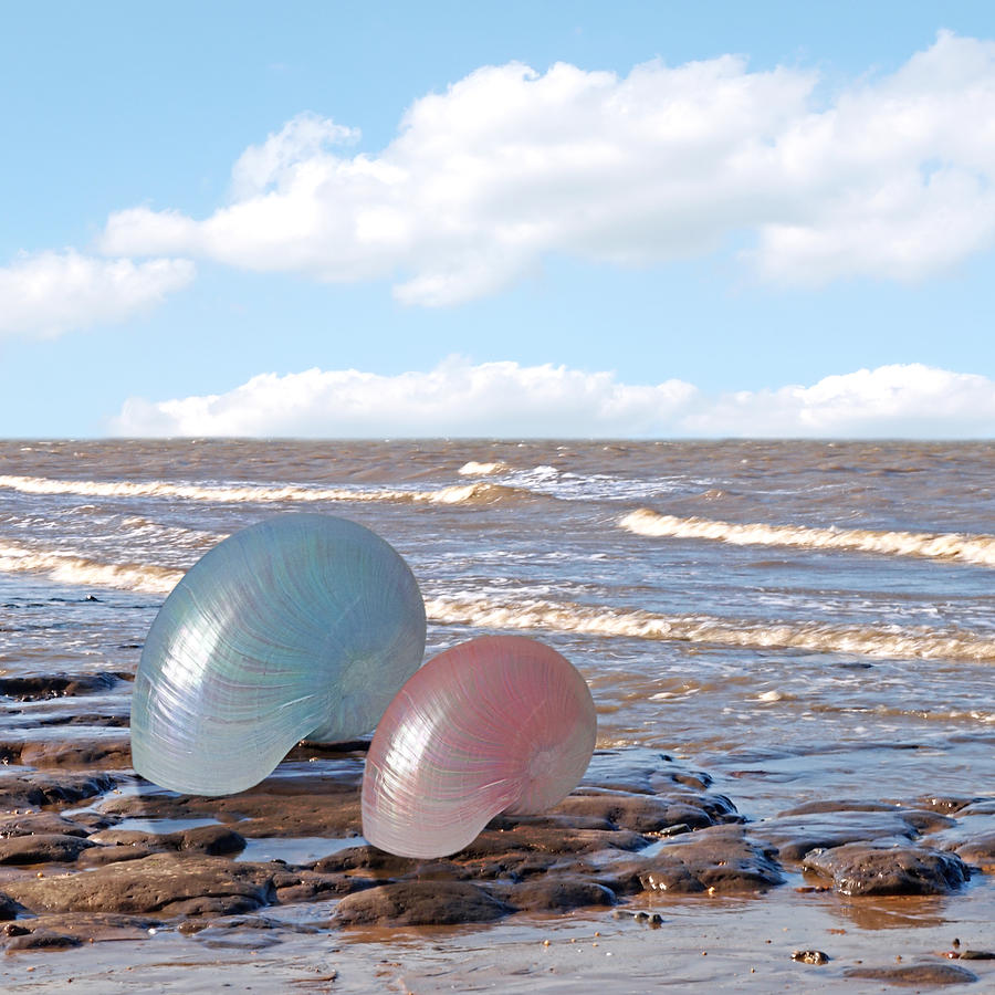Summer Photograph - Ocean Love Affair - Nautilus Shells - Square by Gill Billington