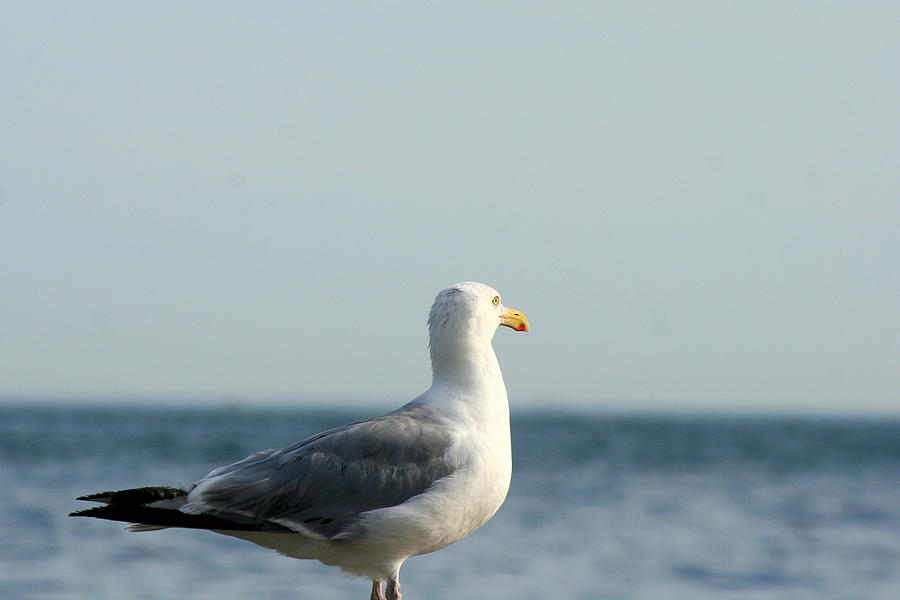 Bird Photograph - Ocean Overseer  by Neal Eslinger