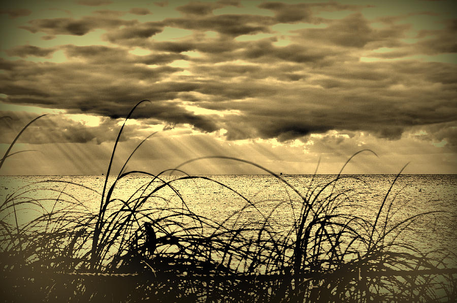 Grass Photograph - Ocean Rays Gold by Photos By  Cassandra