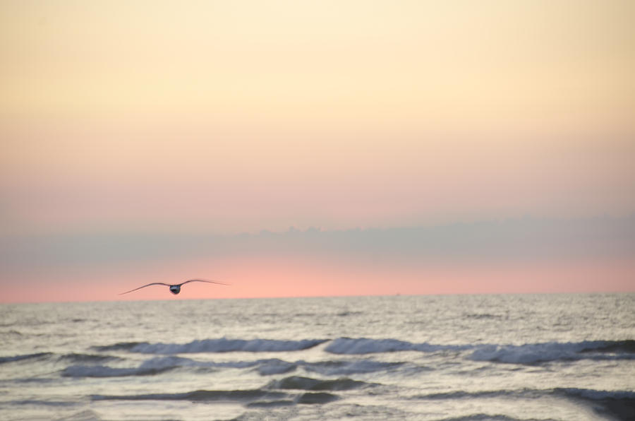 Seagull Photograph - Ocean Scene by Bill Cannon
