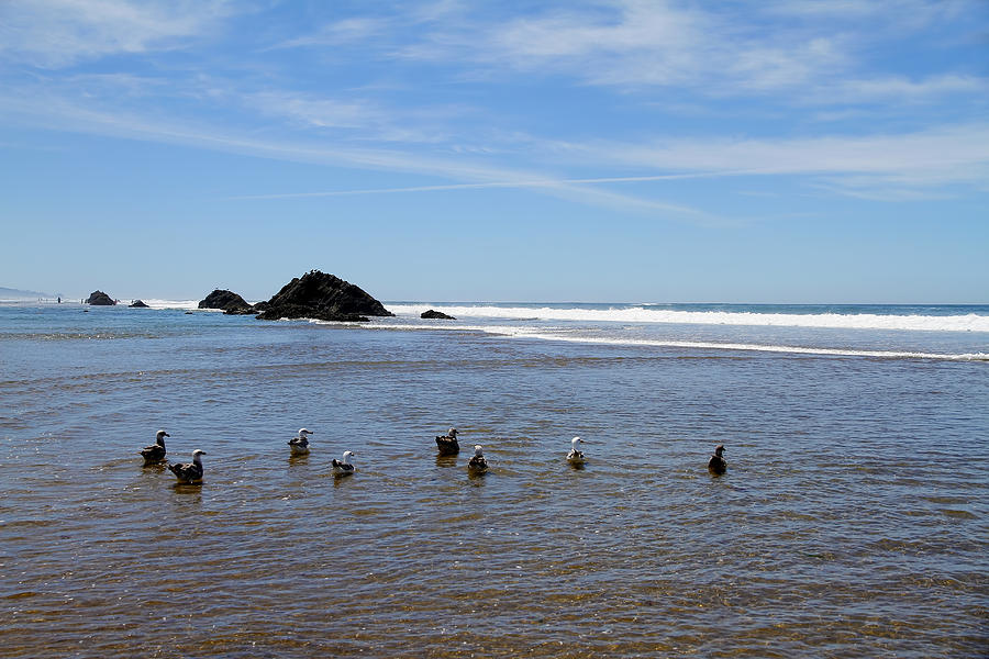 Ocean Sea Gulls Photograph by Steve McKinzie