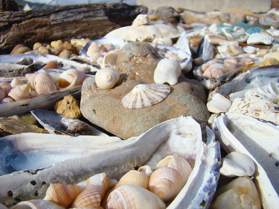 Shell Photograph - Ocean Sea Shells art prints Seashells by Patti Baslee