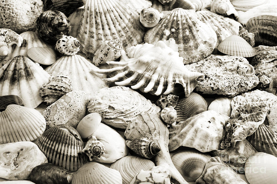 Ocean Seashells 1 B W Photograph by Andee Design