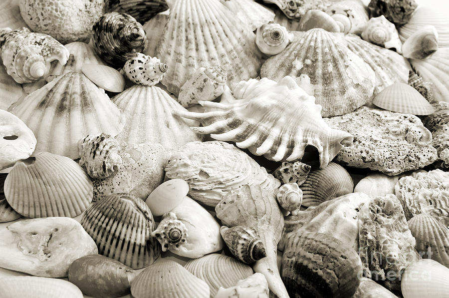 Ocean Seashells 2 B W Photograph by Andee Design