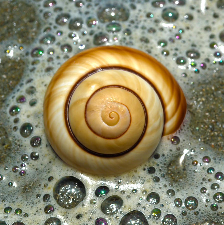 Ocean Shell Spiral Photograph by Sandi OReilly