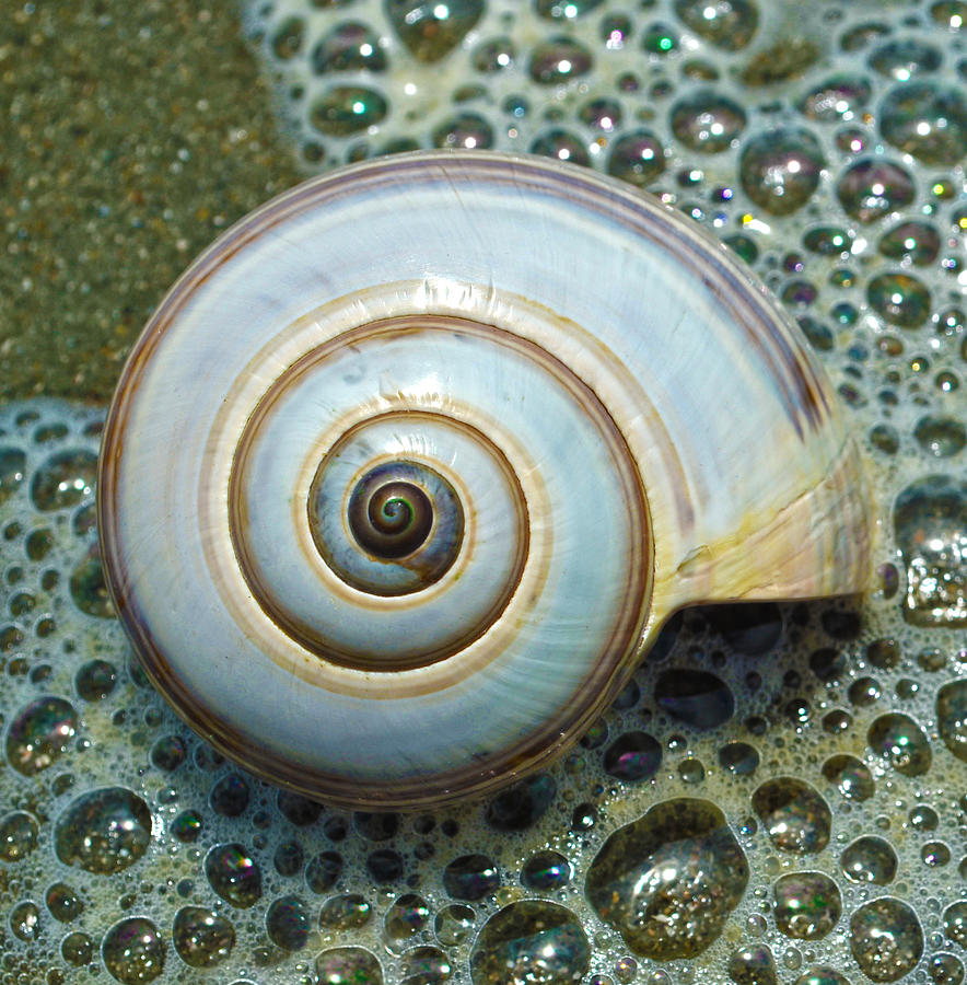 Ocean Shell Spiral White Photograph by Sandi OReilly