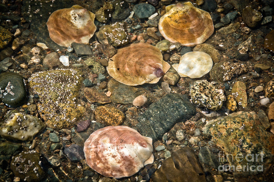 Ocean Shells Photograph by Cheryl Baxter