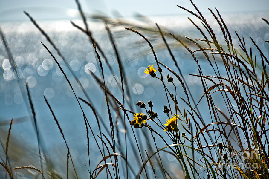 Ocean Side Wildflowers Photograph by Cheryl Baxter