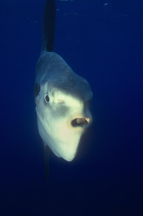 Ocean Sunfish Photograph by Greg Ochocki