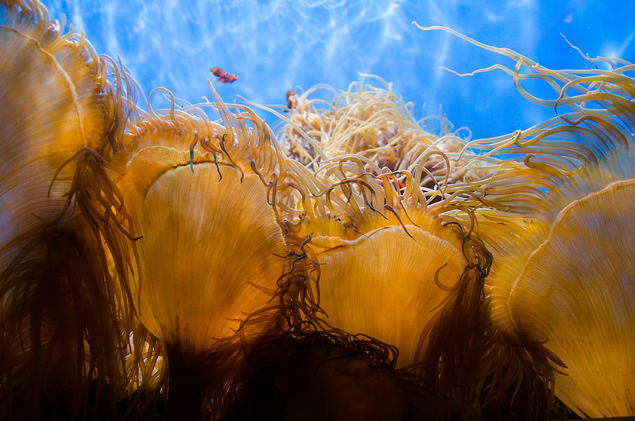 Ocean Tendrils Photograph by Margaret Pitcher