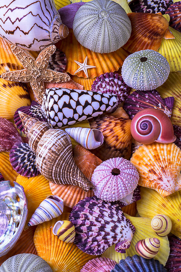 Ocean treasures Photograph by Garry Gay