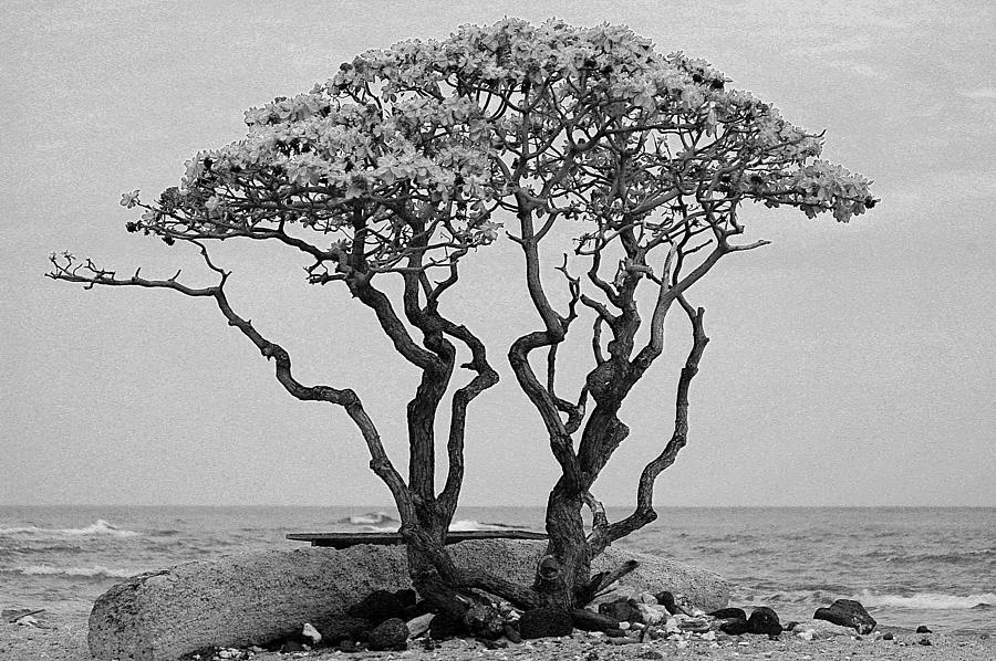 Ocean Tree Photograph by Lori Seaman