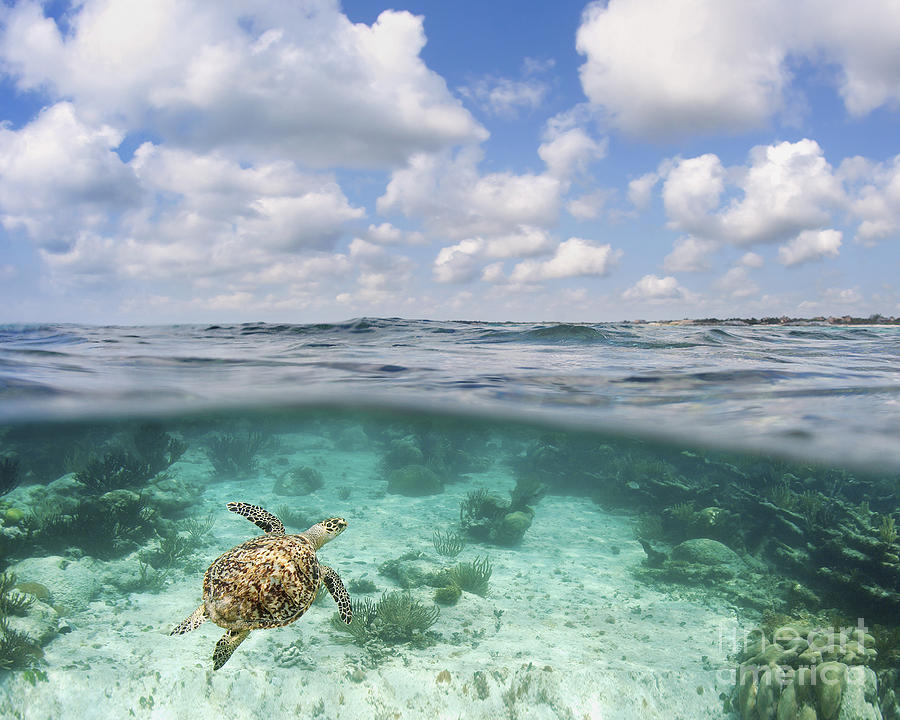 Turtle Photograph - Ocean Turtle - Split View by M Swiet Productions