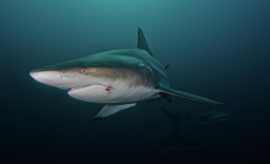 Oceanic Black-tip Shark, South Africa Photograph by Joost Van Uffelen