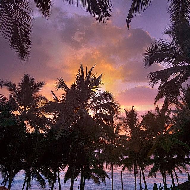 Oceanic Palm Photograph by Raimond Klavins