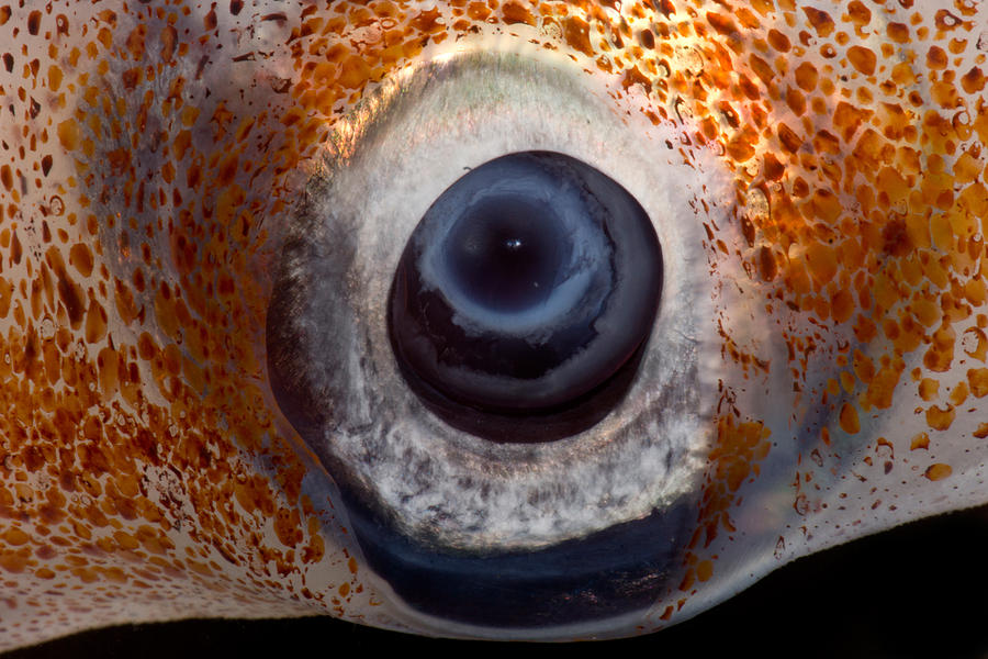 Oceanic Squid Asperoteuthis Acanthoderma Photograph by Danté Fenolio