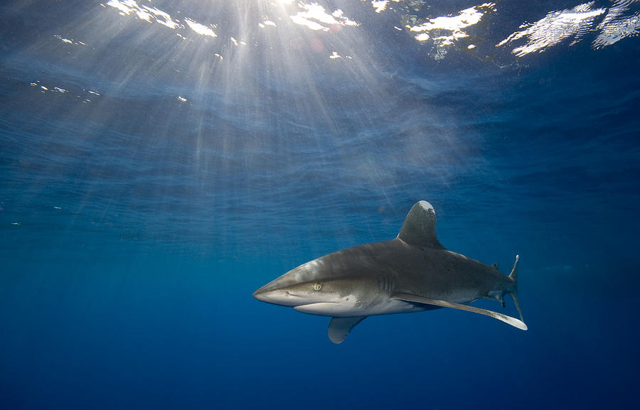 Oceanic whitetip shark  Carcharhinus longimanus Photograph by Dray Van Beeck