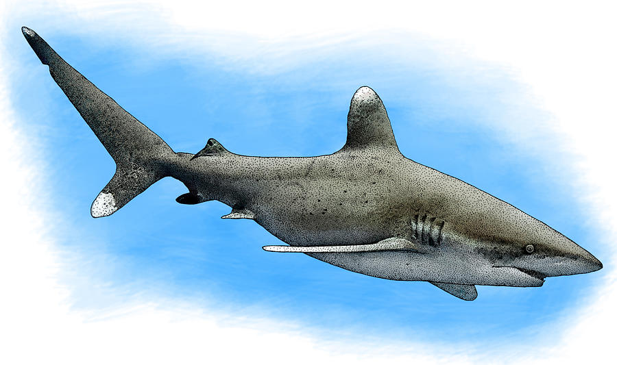 Oceanic Whitetip Shark, Illustration Photograph by Roger Hall