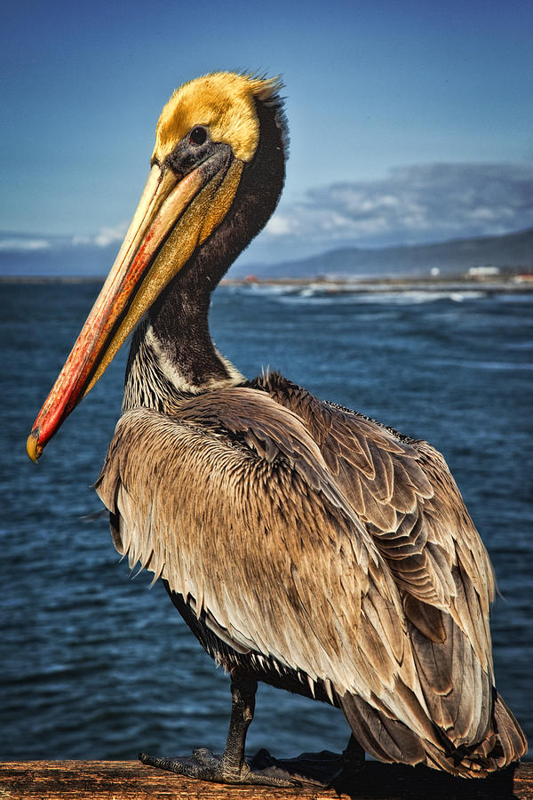 Oceanside Pelican Photograph by Diana Powell