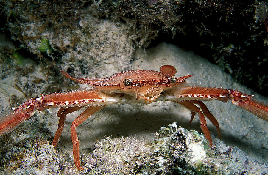 Ocellate Swimming Crab Photograph by Clay Coleman/science Photo Library