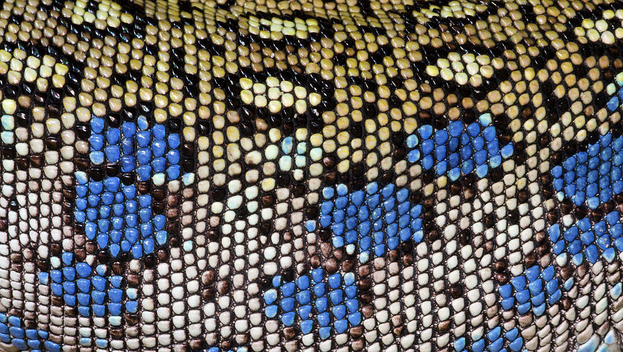 Ocellated Lizard Skin Pattern Photograph by Nigel Downer