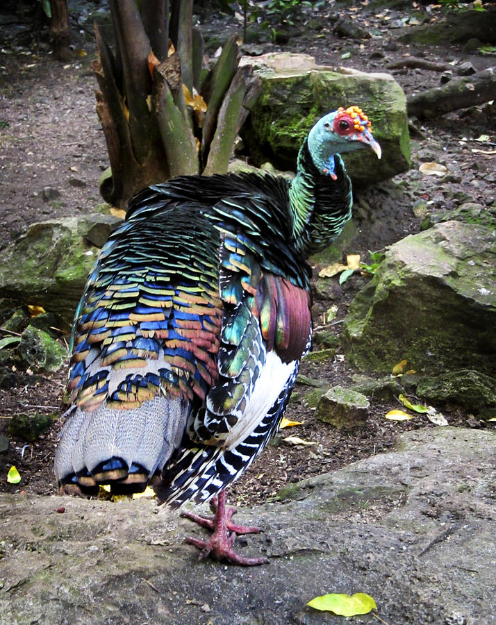 Ocellated Turkey Photograph