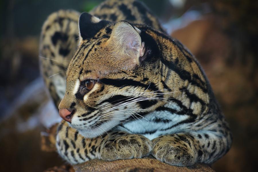 Ocelot Photograph by Beth Holly - Fine Art America