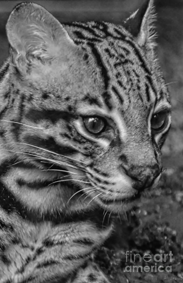 Ocelot Black And White Photograph