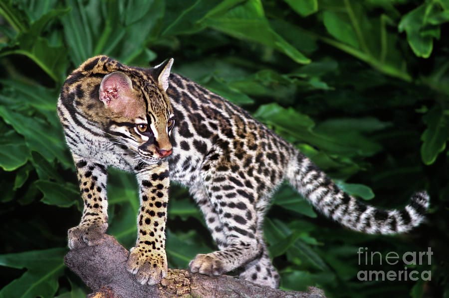 Ocelot Felis Pardalis Wildlife Rescue Photograph by Dave Welling