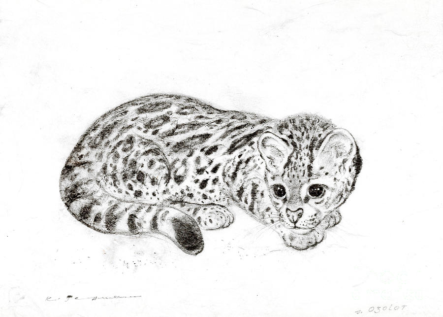 Nature Drawing - Ocelot kitten by Kurt Tessmann