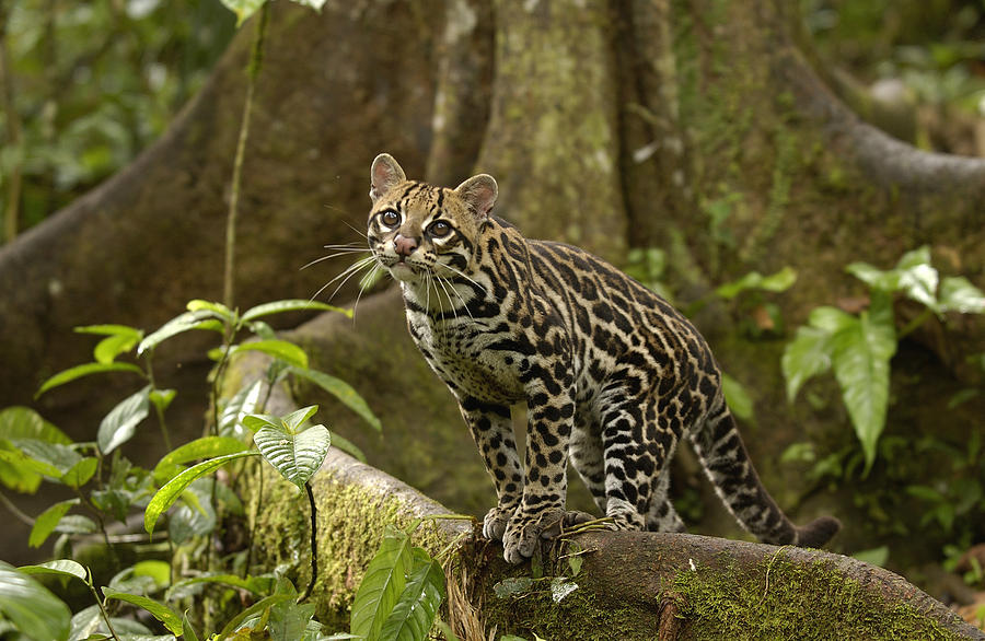 Ocelot On Buttress Root Amazonian Photograph by Pete Oxford