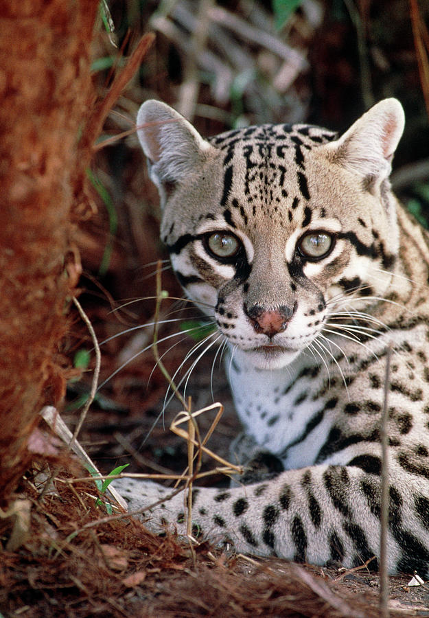 Ocelot Photograph by William Ervin/science Photo Library