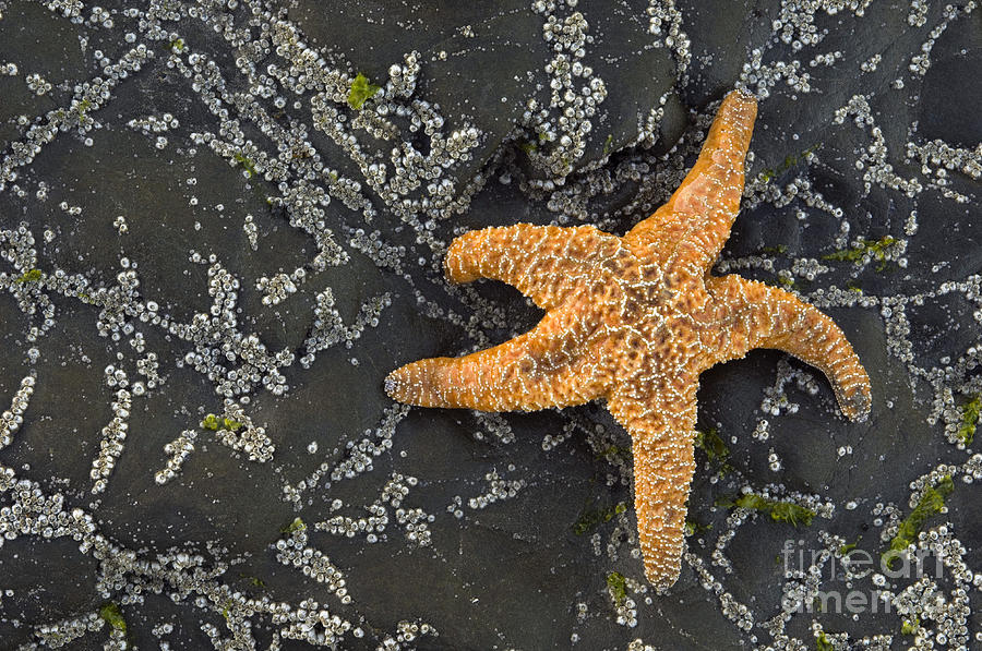 Ochre Sea Star Photograph by John Shaw