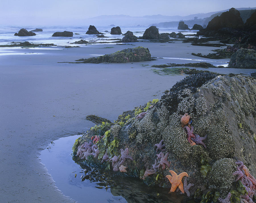 Ochre Sea Stars At Low Tide Miwok Beach Photograph by Tim Fitzharris