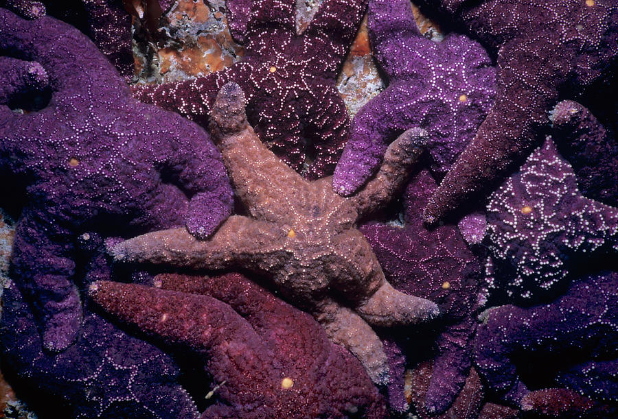 Ochre Sea Stars Feeding On Barnacles Photograph by Jeff Rotman