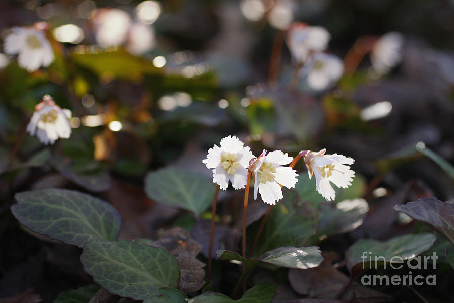 Flower Photograph - Oconee Bells by Jonathan Welch