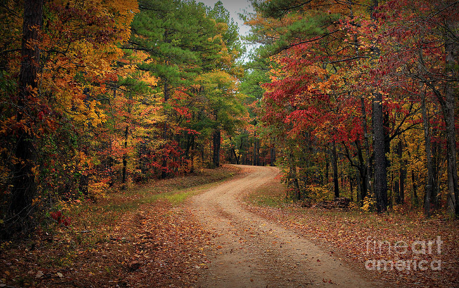 Fall Photograph - A Drive Thru the Oconee National Forest Road 3 by Reid Callaway