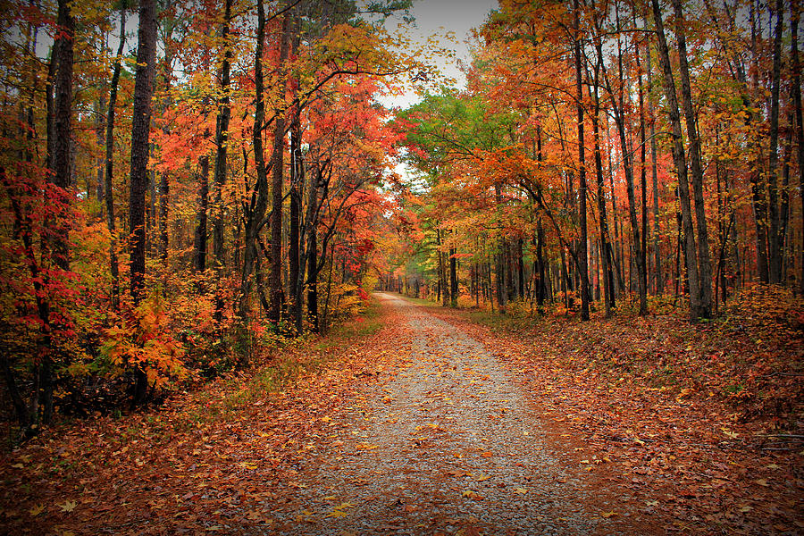 Fall Photograph - Oconee National Forest Road by Reid Callaway