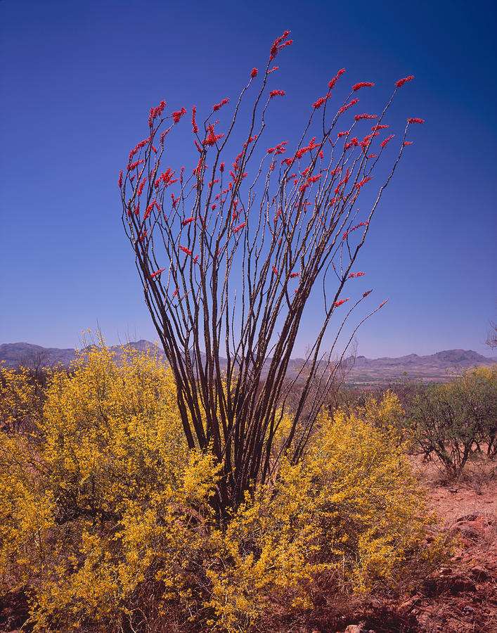 Ocotillo and Palo Verde Photograph by Tom Daniel