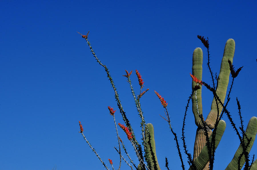 Ocotillo and Saguaro Photograph by Diane Lent